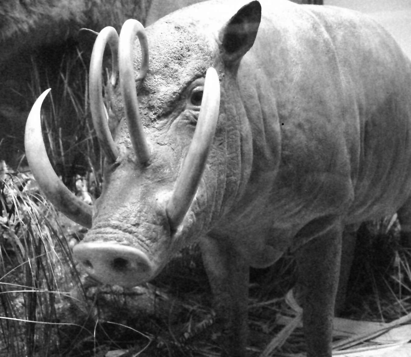 Babirusa