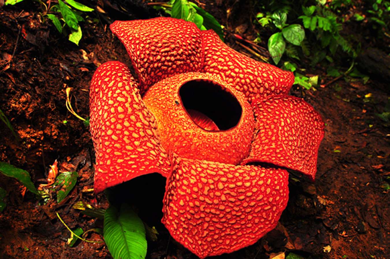 Raflesia Arnoldi