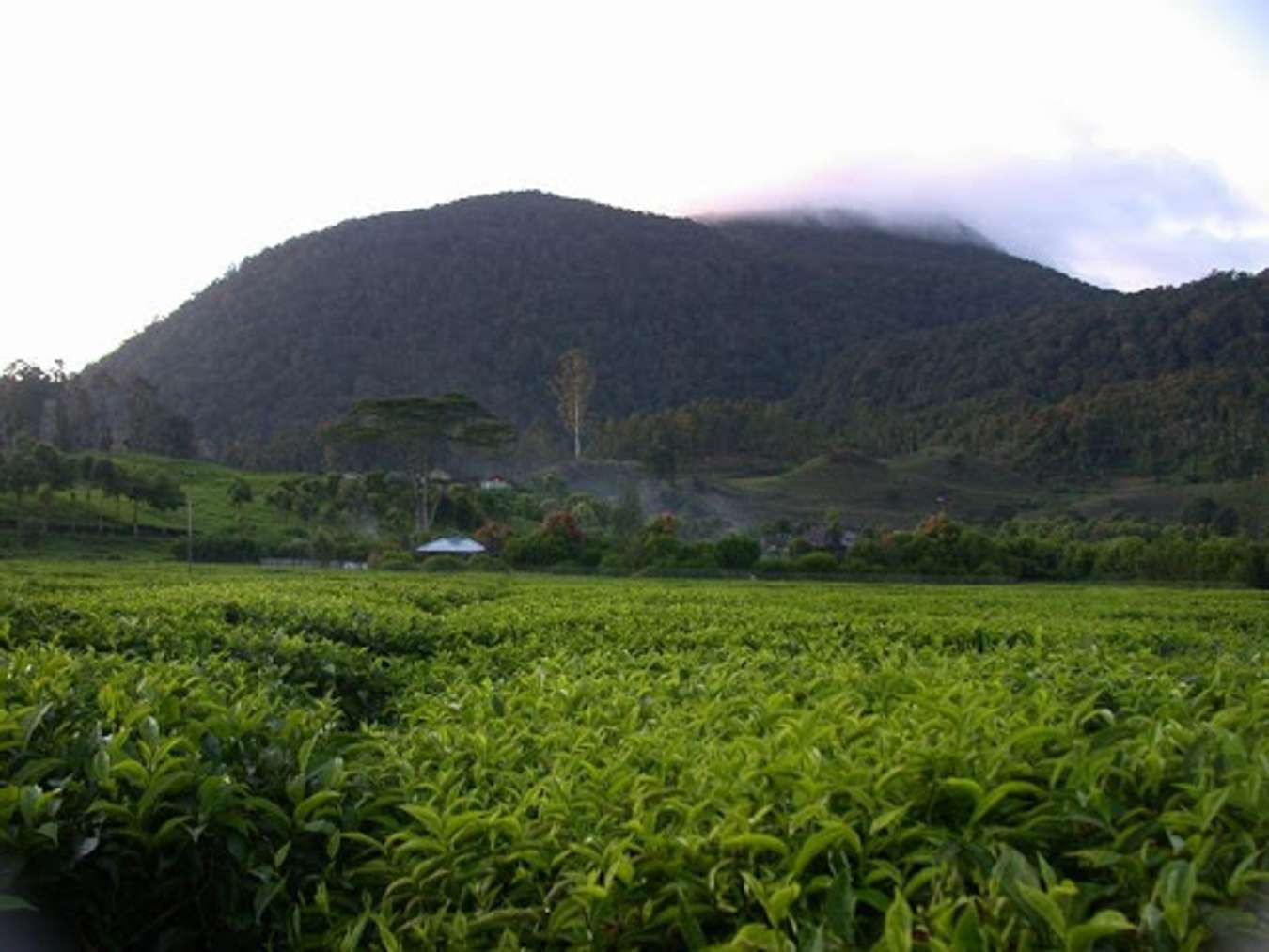 Cagar Alam Leuweng Sancang - Objek Wisata di Garut