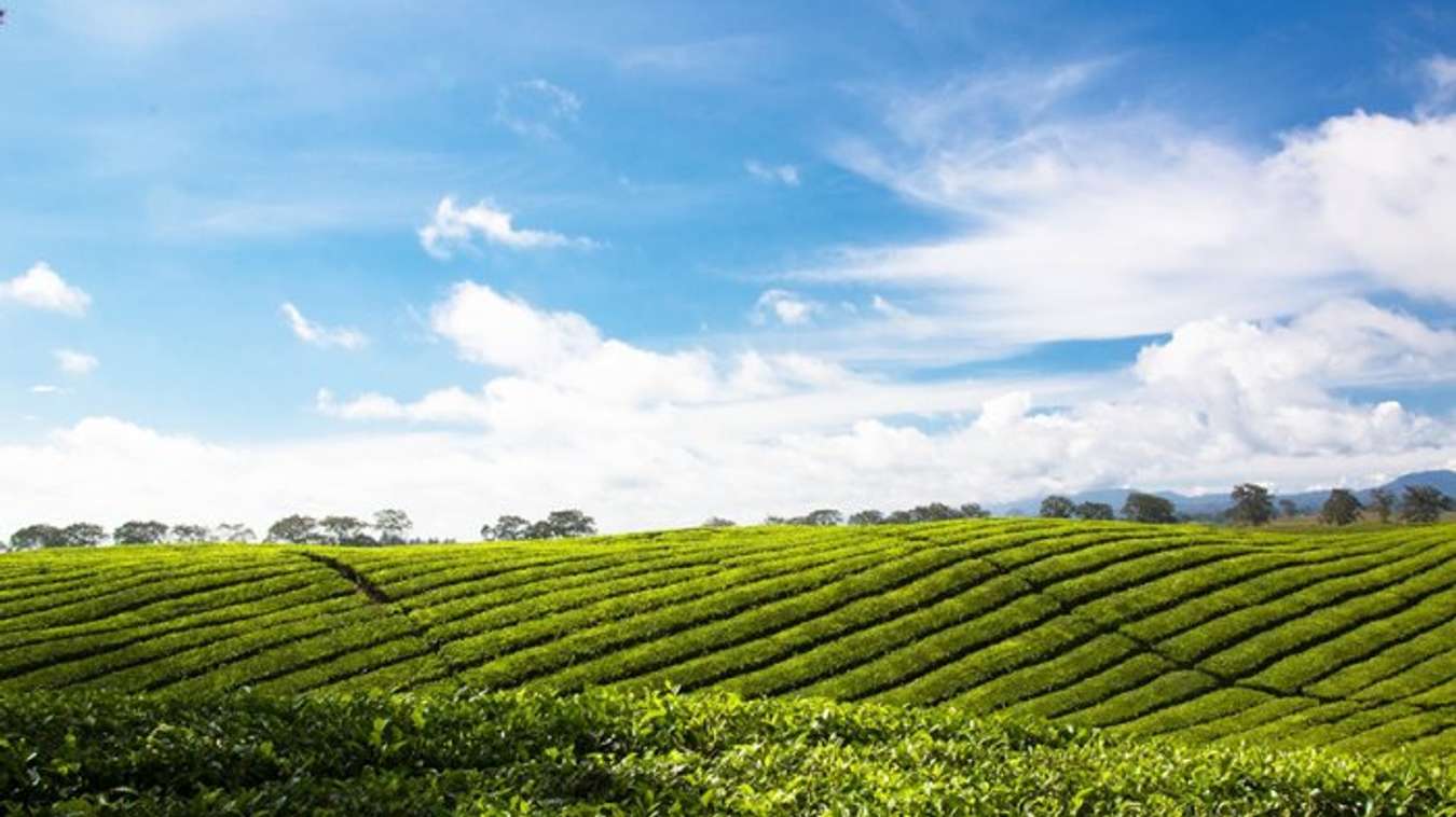 Kebun Teh Sidamanik - Wisata di Pematang Siantar