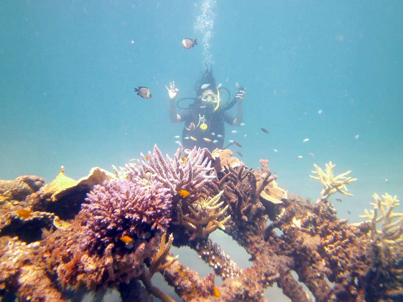 Alam Bawah Laut di Pemuteran Bali - Tempat Snorkeling di Bali