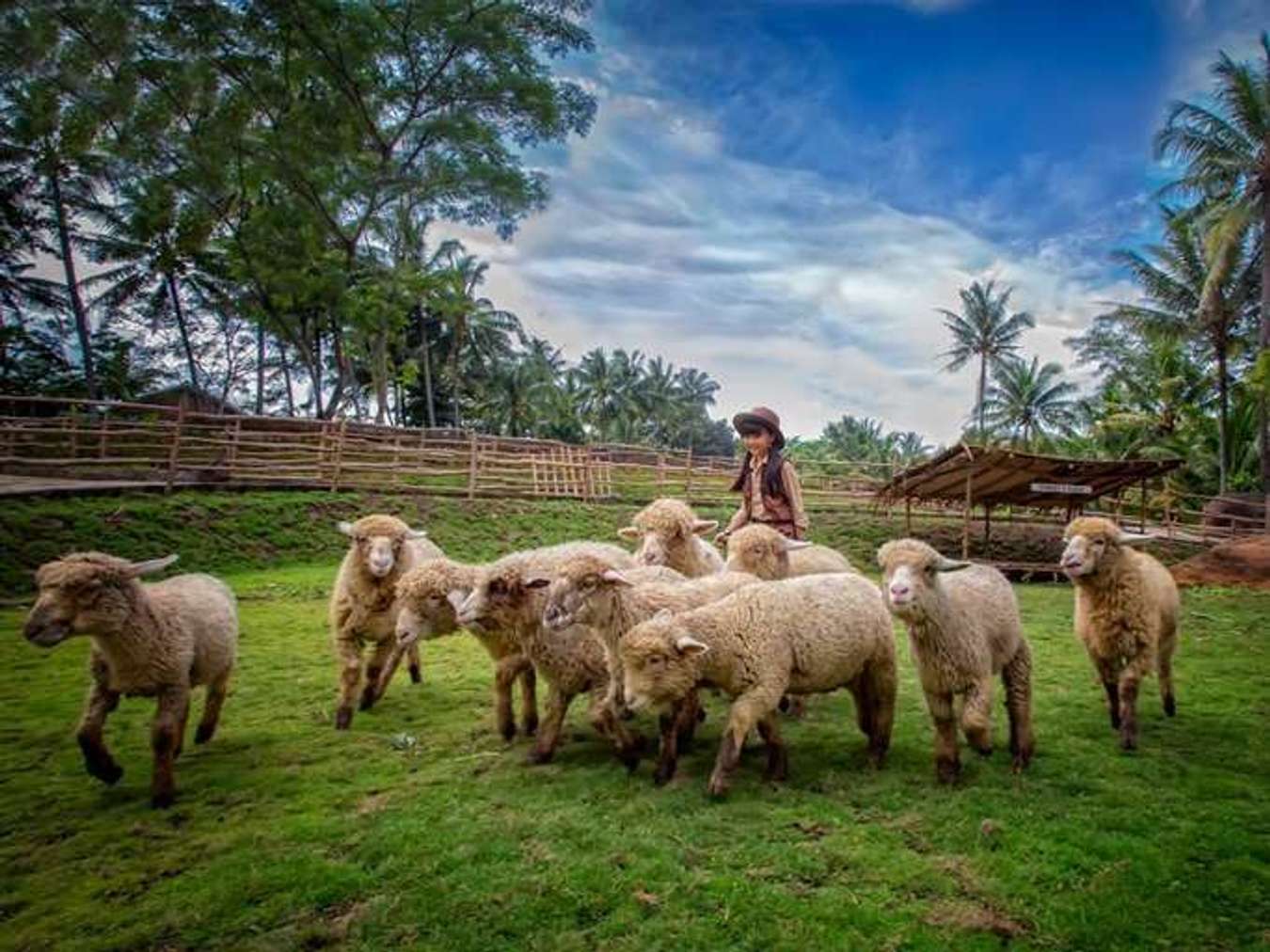 Cimory Dairyland Semarang - Wisata Anak di Semarang