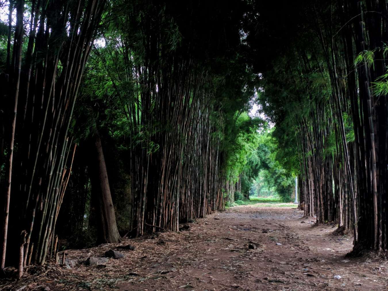 Hutan Bambu Keputih - Wisata Instagramable di Surabaya