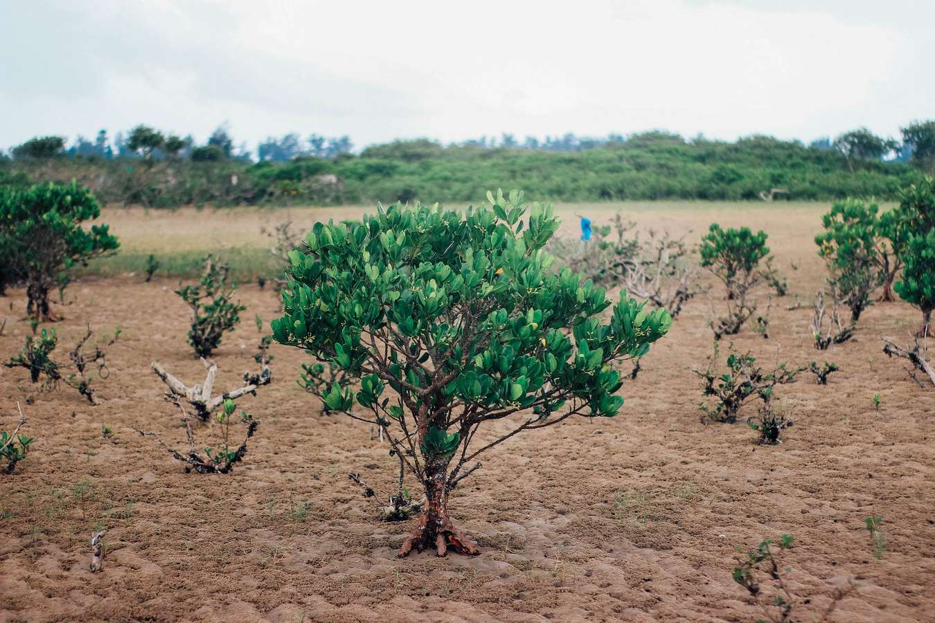 Bãi sú vẹt