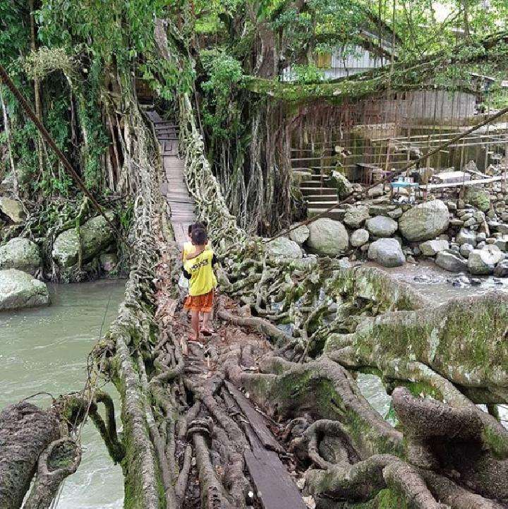Jembatan Akar Bayang - Wisata Instagramable di Padang