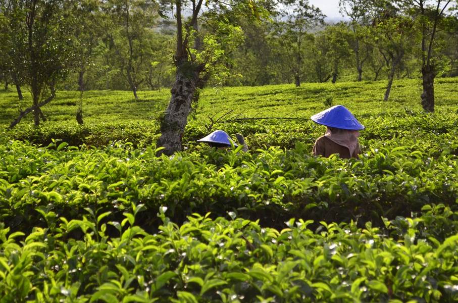 Kebun Teh Wonosari - Wisata Anak di Malang