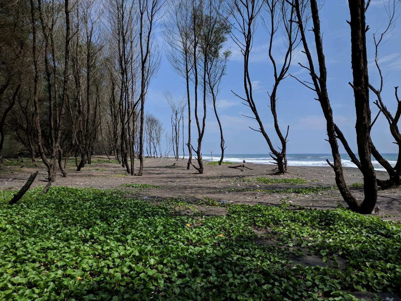 Pantai Goa Cemara - Wisata Romantis di Yogyakarta