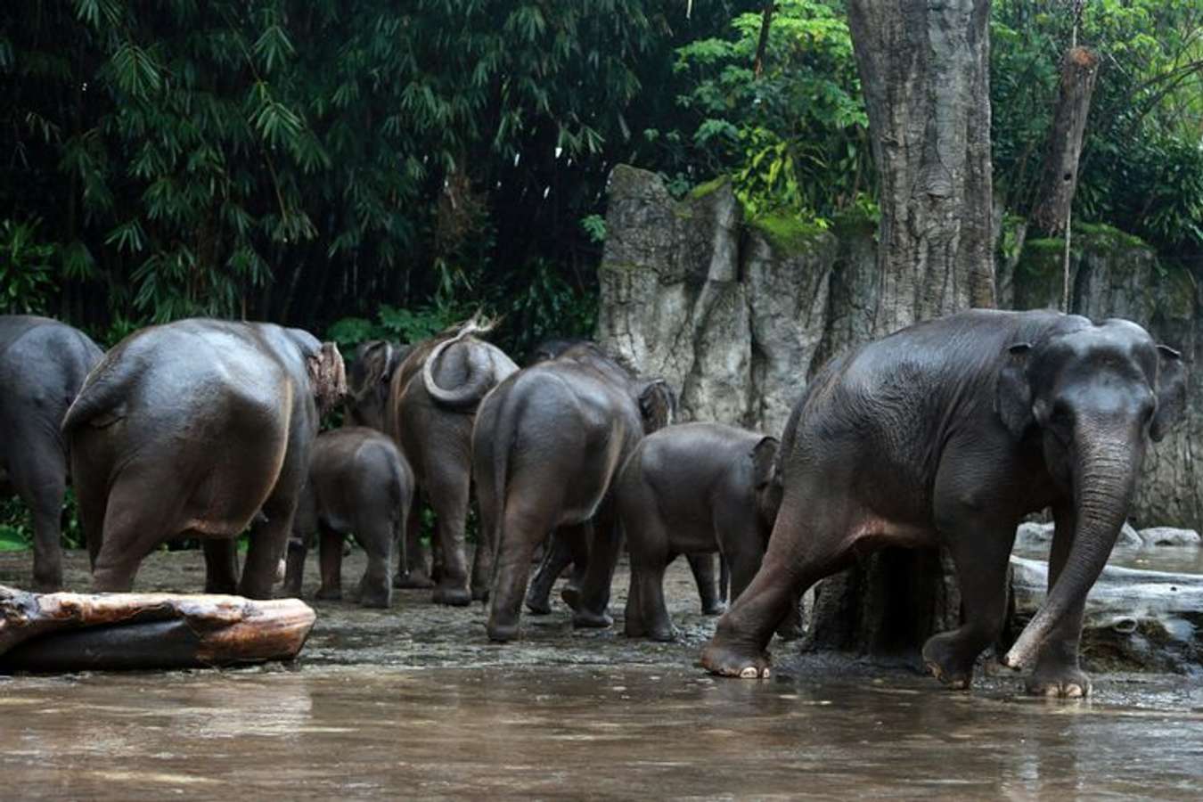 Taman Safari Bogor