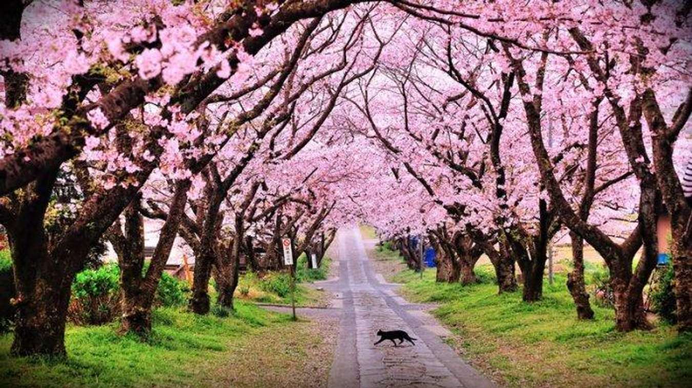 Taman Sakura di Cibodas