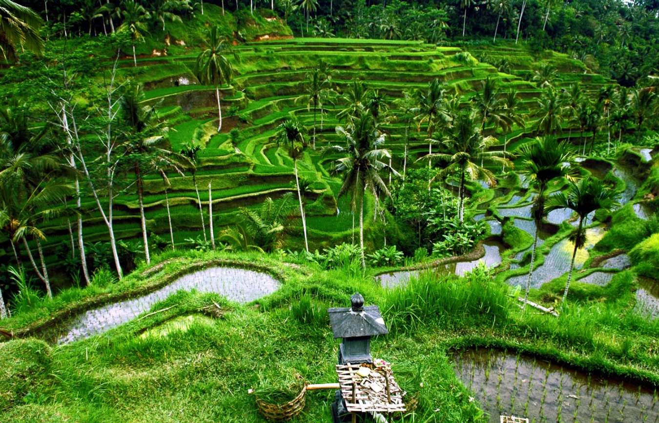 Persawahan Tegalalang - Wisata Instagramable di Bali