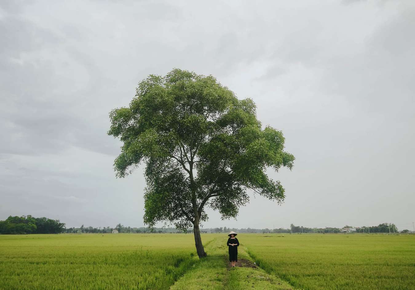 Cây cô đơn ở Phá Tam Giang