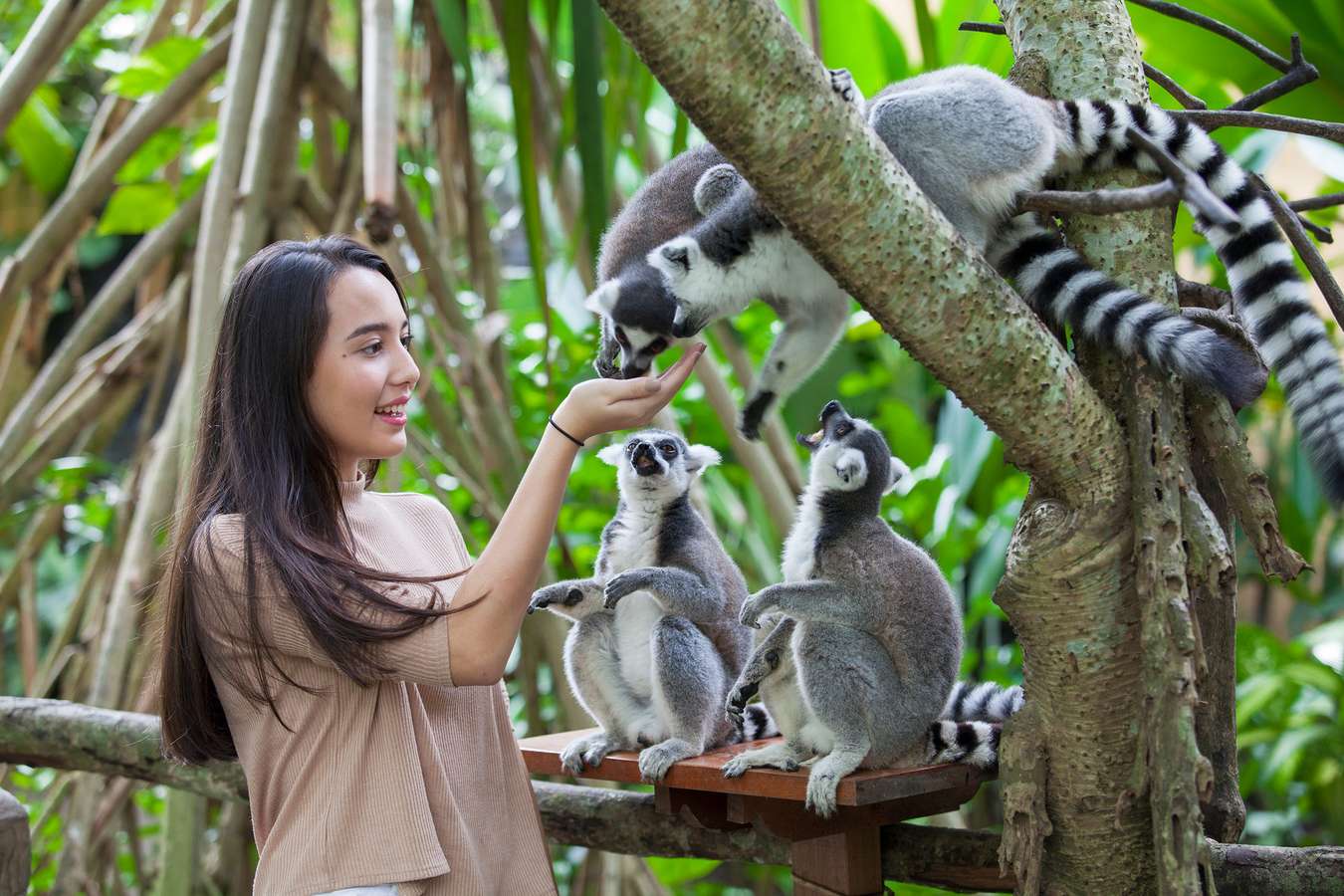 bali zoo vs bali safari park