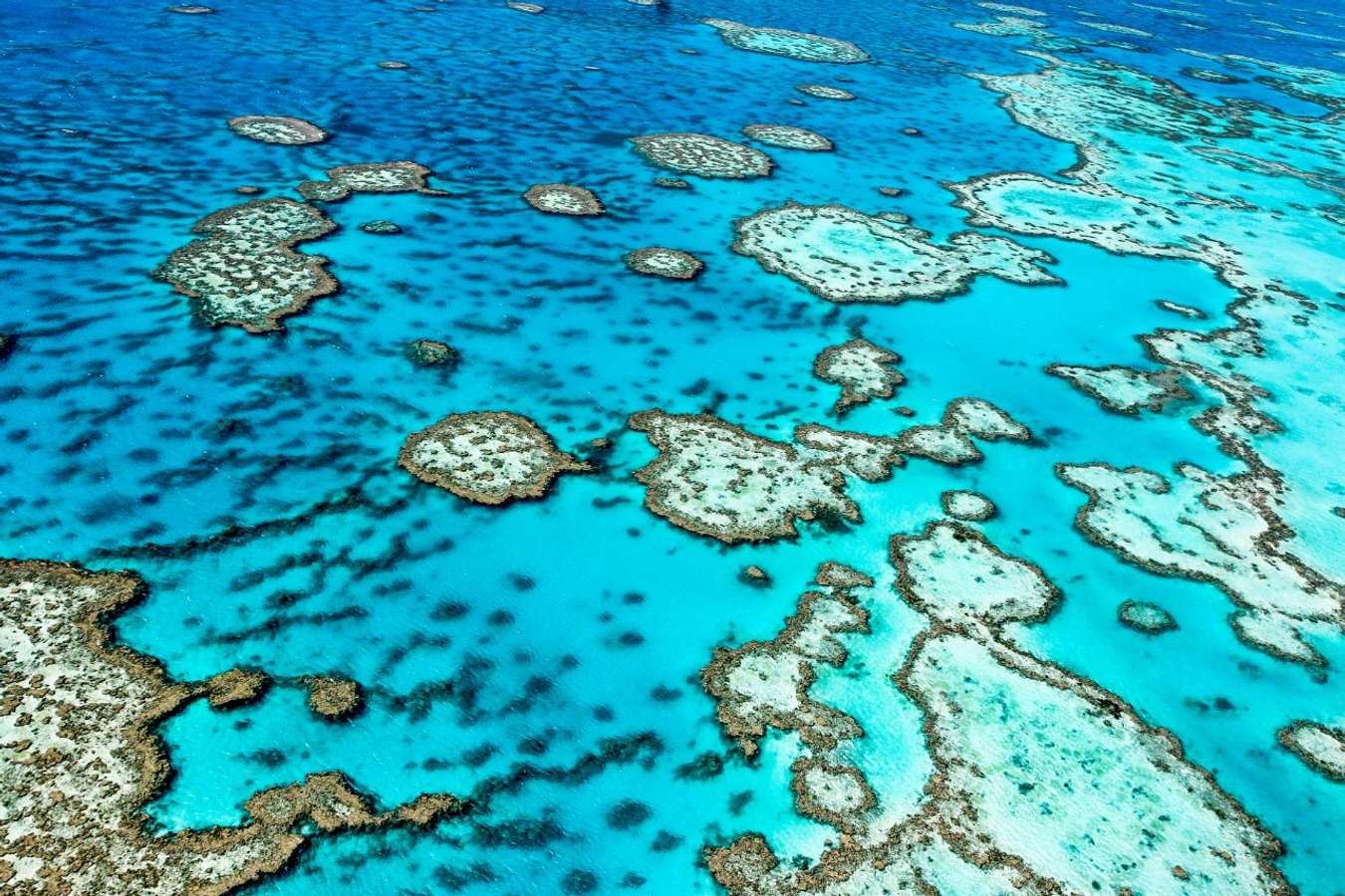 Great Barrier Reef - Wisata Alam Bawah Laut Terindah di Dunia