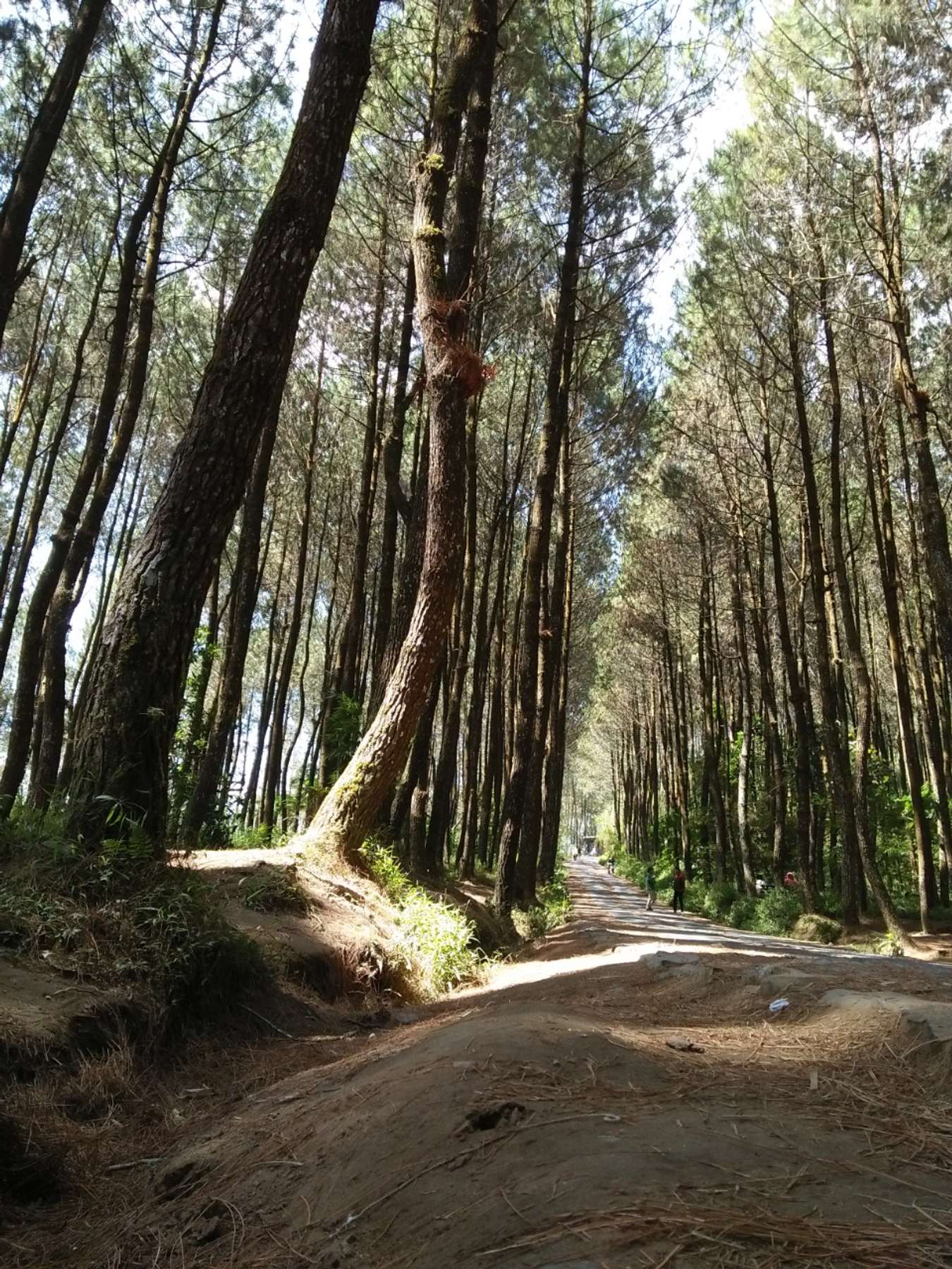 Hutan Pinus Kragilan