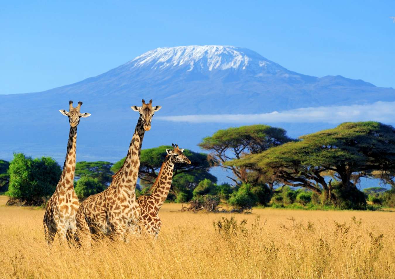 Gunung Kilimanjaro - Gunung Tertinggi di Dunia