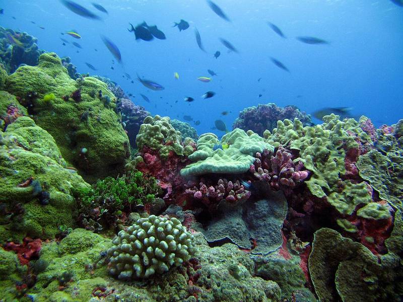 Phoenix Islands Protected Area - Taman Nasional Terbesar di Indonesia