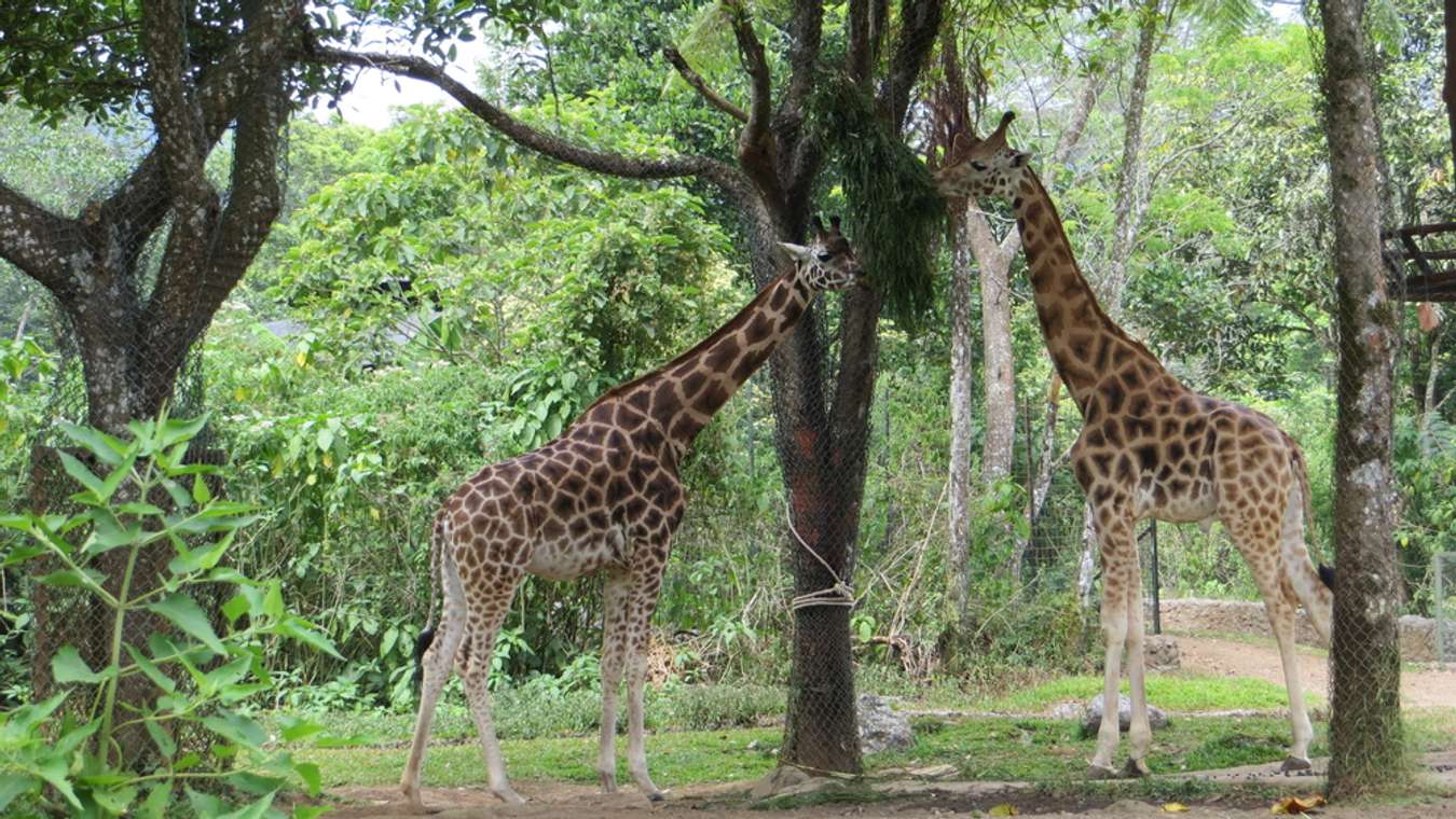 Taman Safari Indonesia