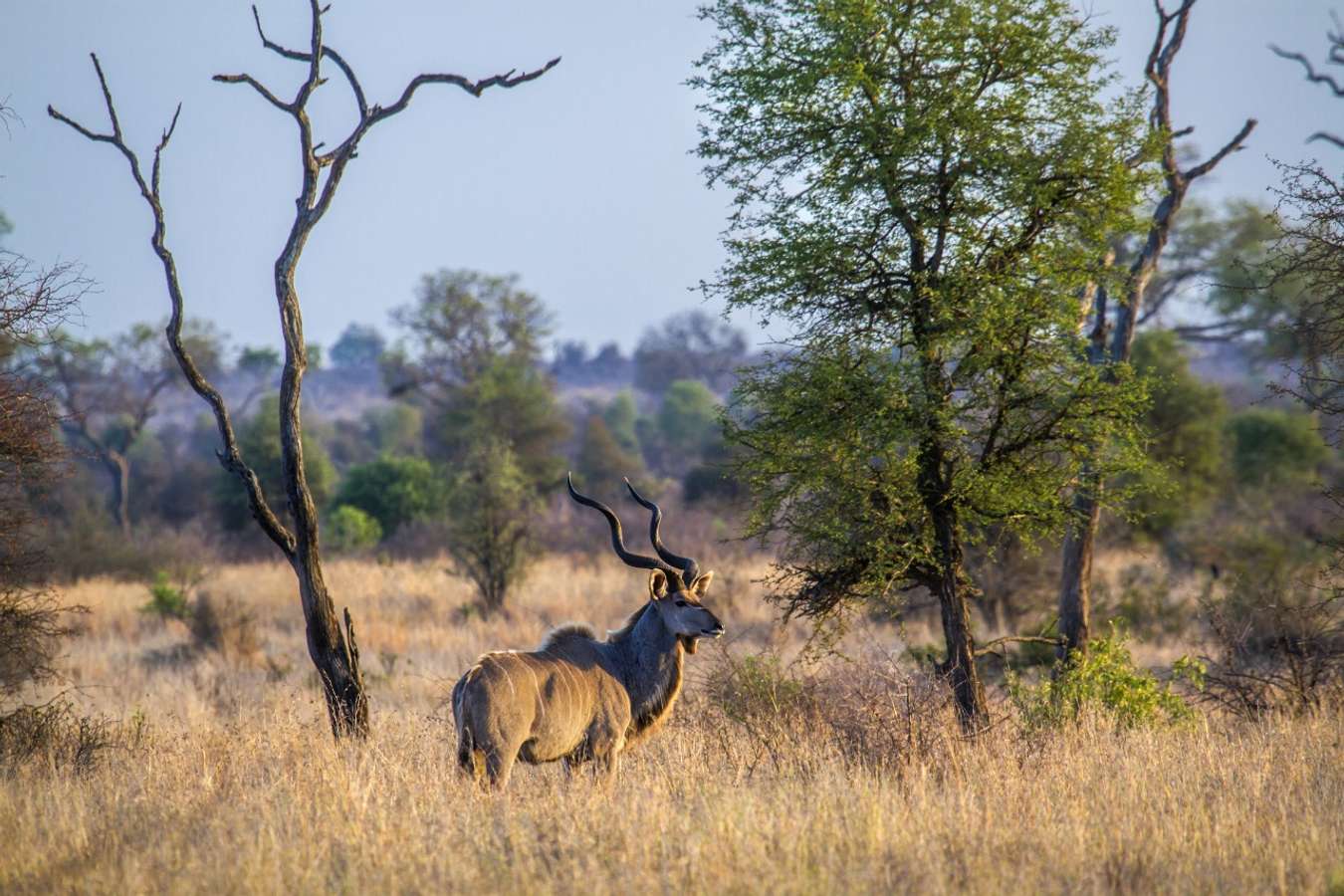 The Great Limpopo Transfrontier Park