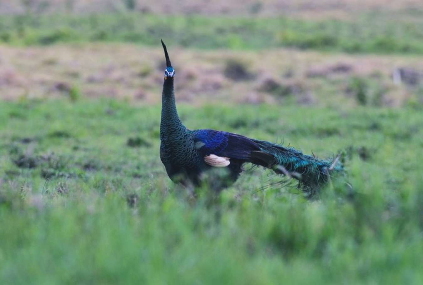 Burung Merak Hijau