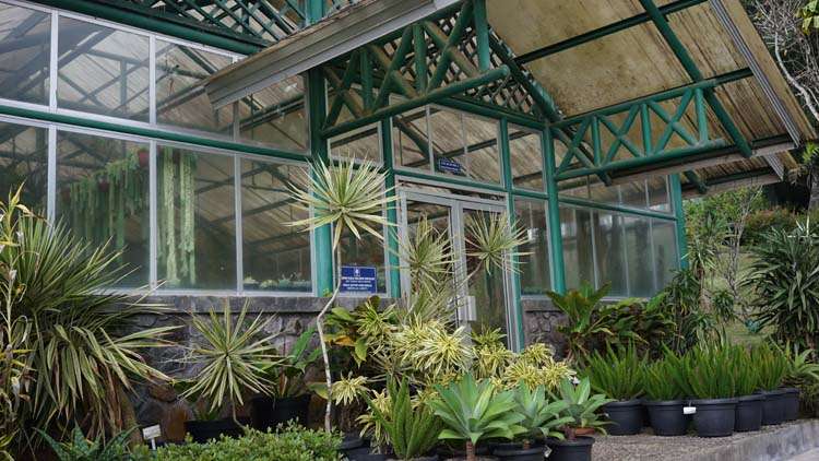 Pesona Sakura Di Kebun Raya Cibodas Pesona Sakura Di Kebun Raya Cibodas