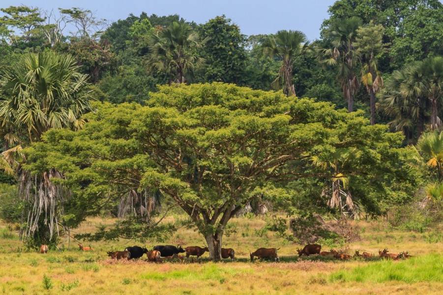 Savana Sadengan - Taman Nasional Alas Purwo