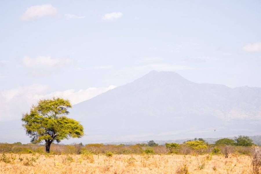 Pohon Widoro Bukol di tengah Savanna di Taman Nasional Baluran