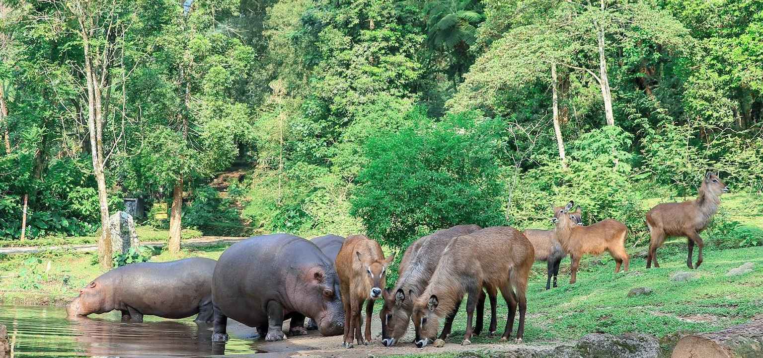 naik gajah di taman safari bogor