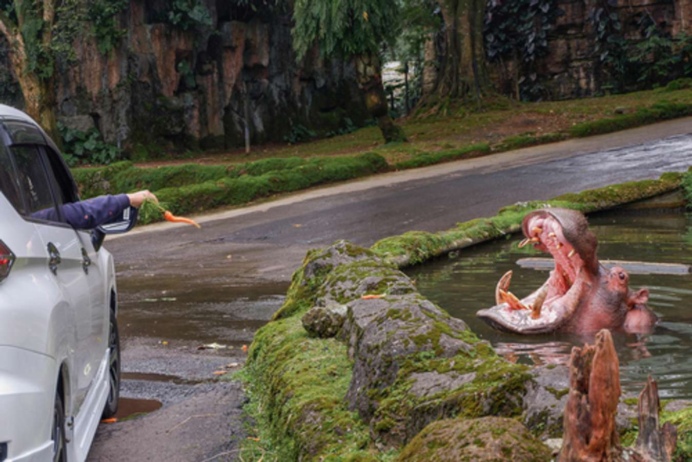 naik gajah di taman safari bogor