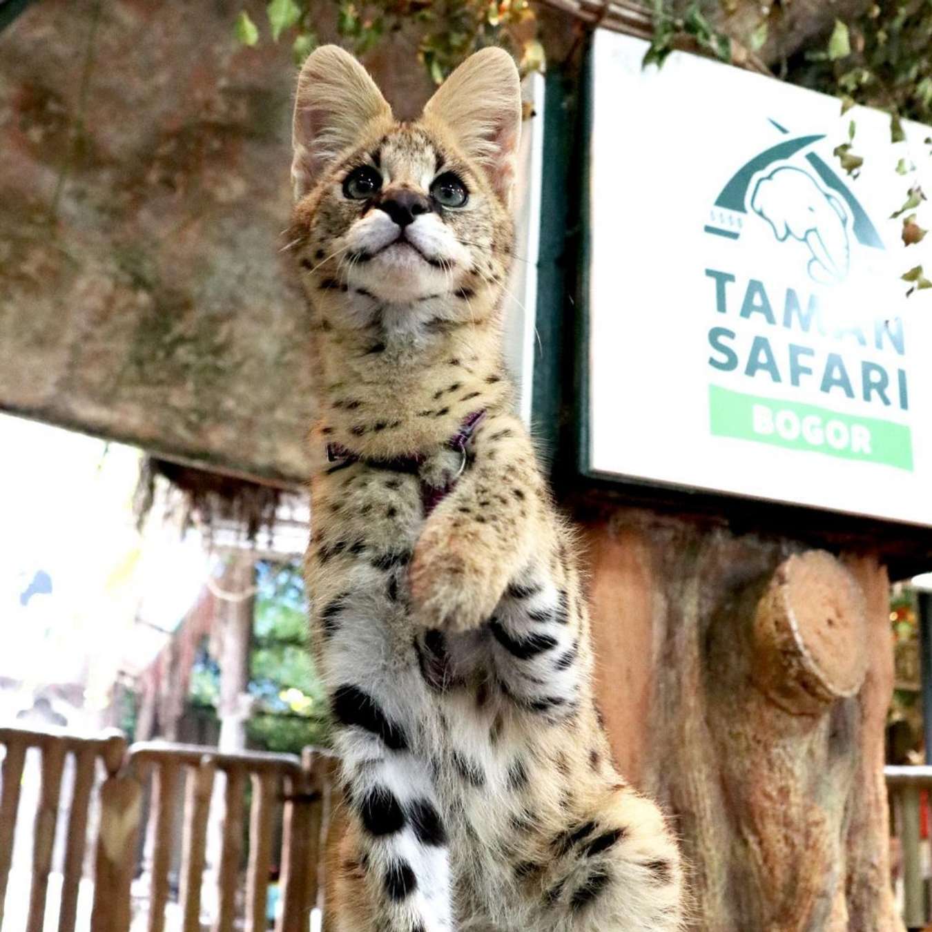 naik gajah di taman safari bogor