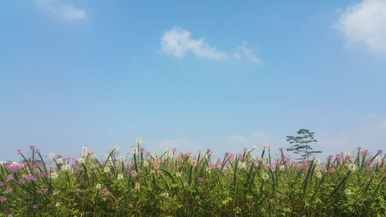 Taman Bunga Celosia