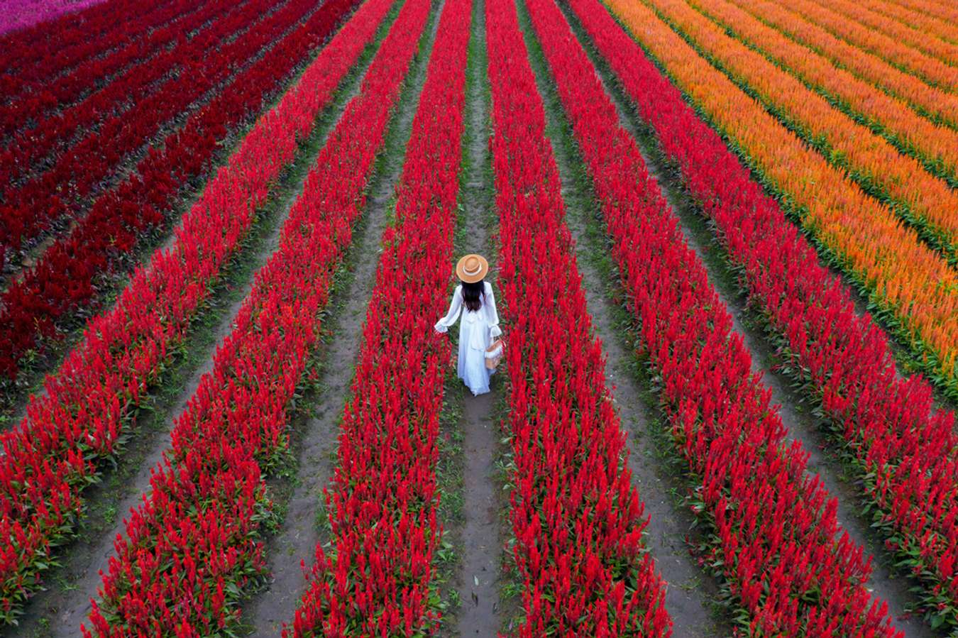 จุดชมดอกไม้ทั่วไทย-I love flower farm
