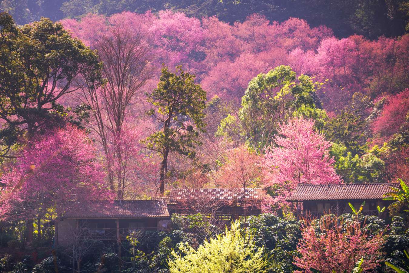 จุดชมดอกไม้ทั่วไทย-ขุนช่างเคี่ยน