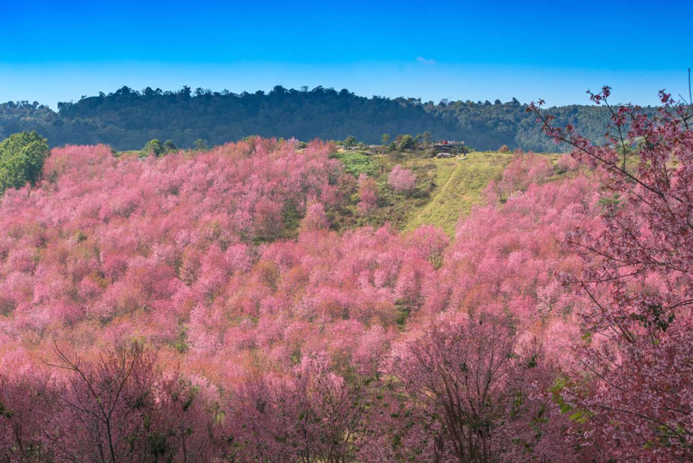 จุดชมดอกไม้ทั่วไทย-ภูลมโล