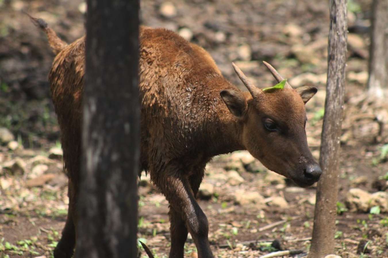 Anoa Pegunungan - Hewan Endemik Khas Indonesia