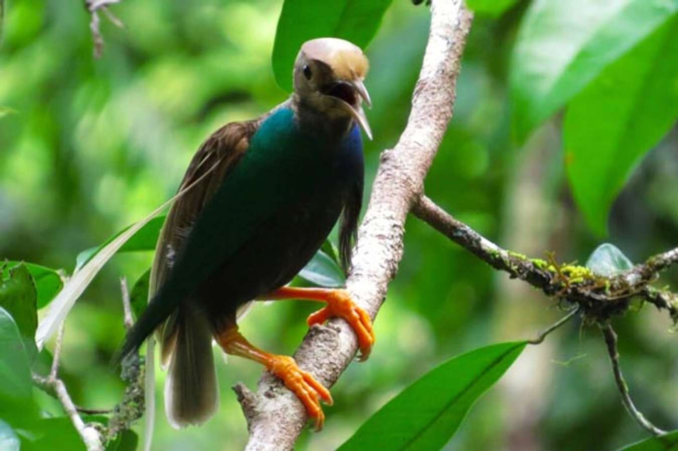 Burung Bidadari Halmahera - Satwa Endemik Khas Indonesia