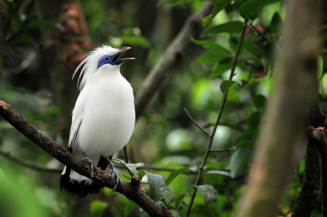 Burung Jalak Bali - Hewan Endemik Khas Indonesia