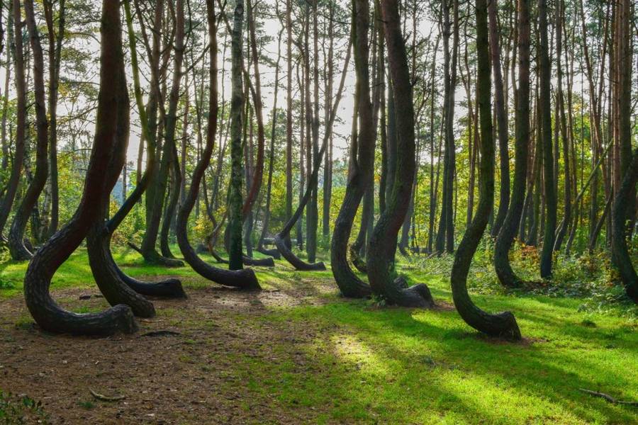 Crooked Forest - Hutan Terindah di Dunia