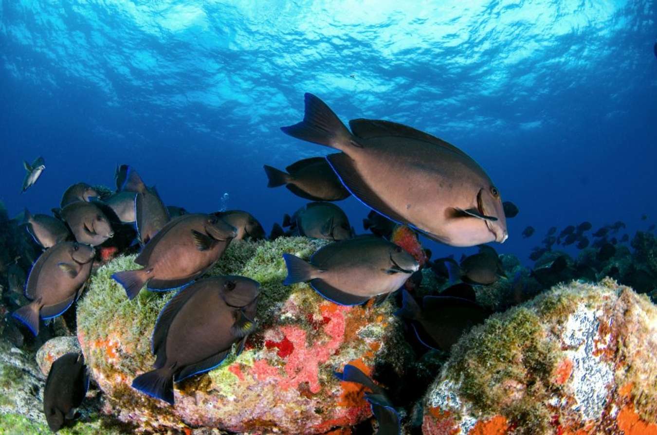 Pemandangan Bawah Laut di Fernando de Noronha - Wisata Bawah Laut Terindah di Dunia