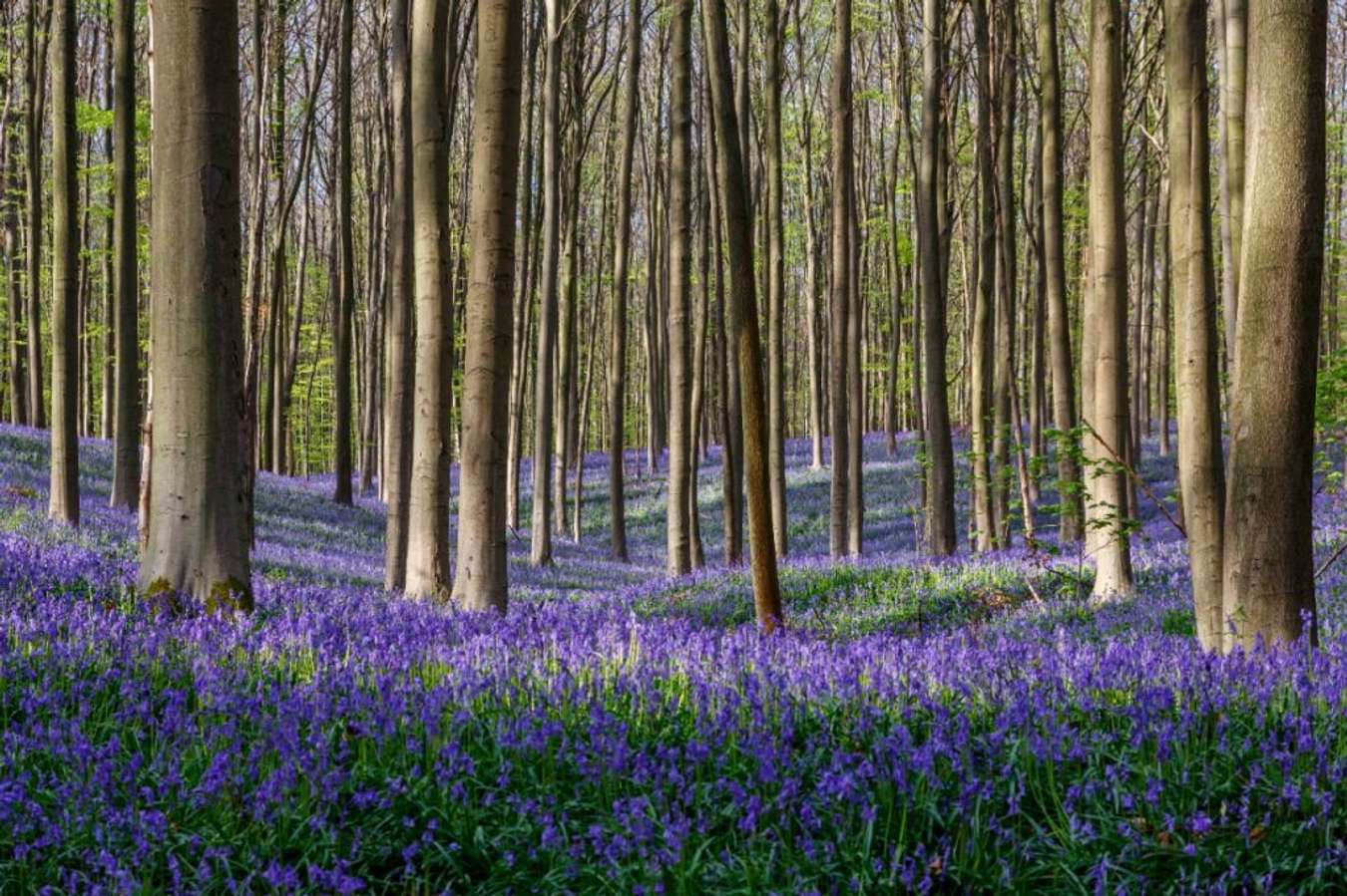 Hutan Hallerbos - Hutan Terindah di Dunia