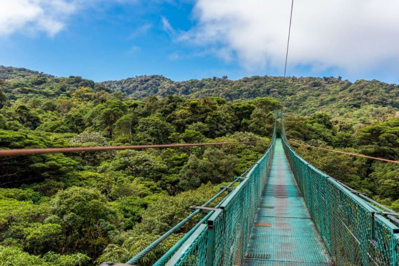 Hutan Monteverde - Hutan Terindah di Indonesia