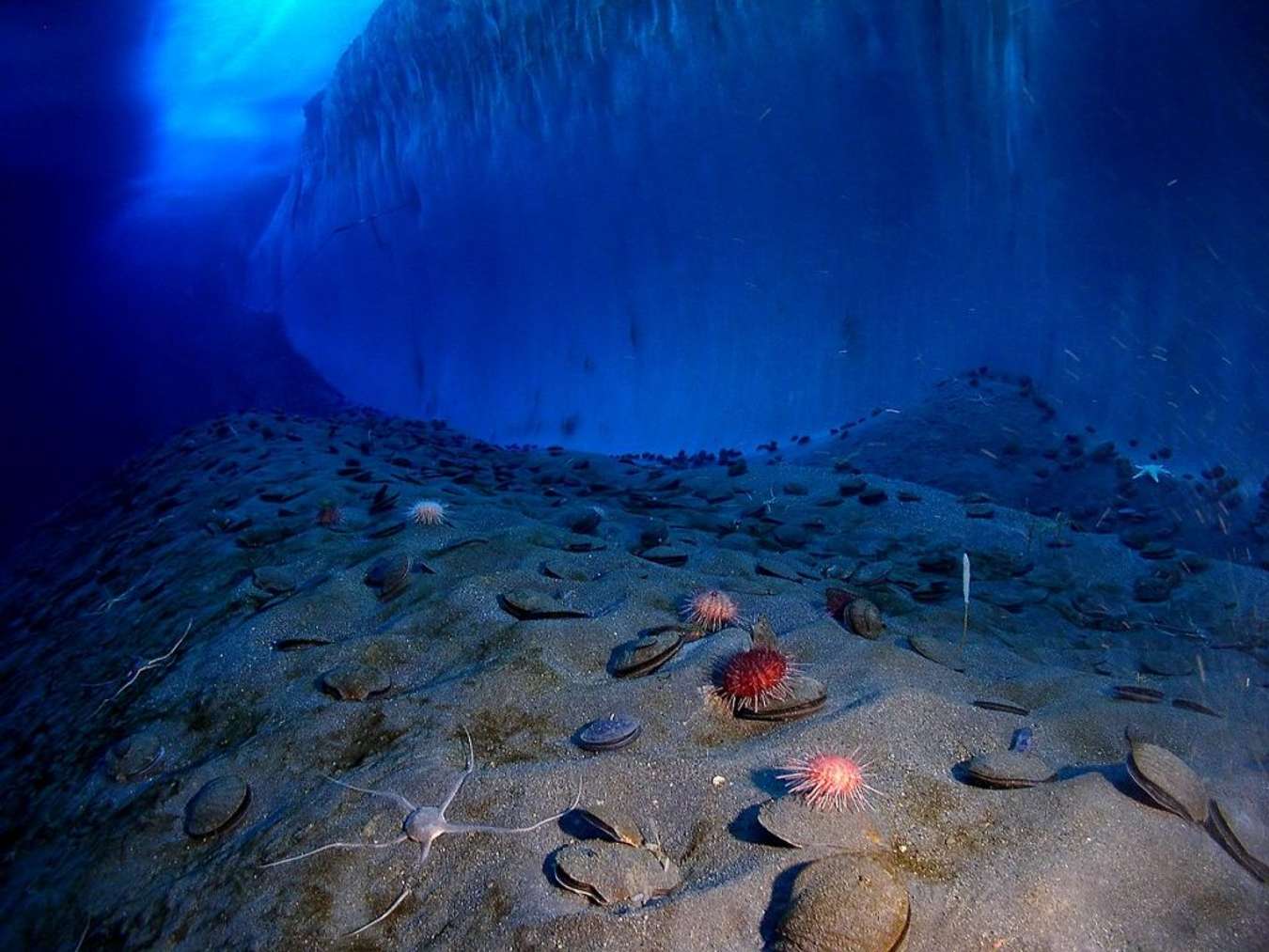 McMurdo Sound - Alam Bawah Laut Terindah di Dunia