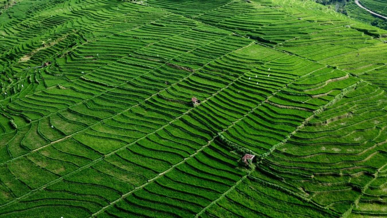 Persawahan di Subak - Situs Warisan Dunia UNESCO di Indonesia