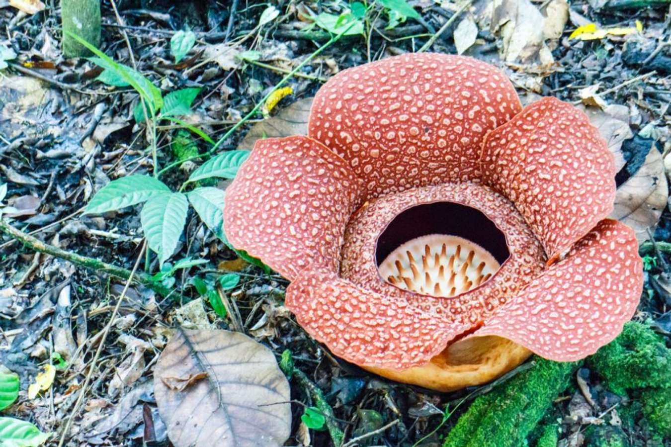 Rafflesia Arnoldii - Tanaman Endemik Khas Indonesia