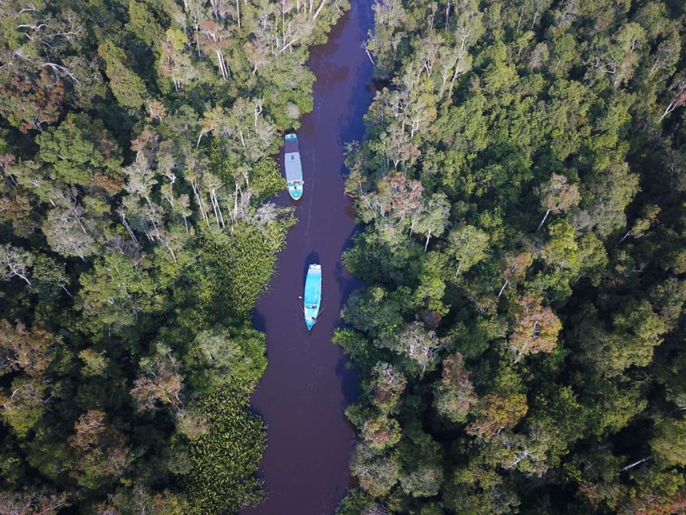 Taman Nasional Tanjung Puting - Hutan Terindah di Dunia