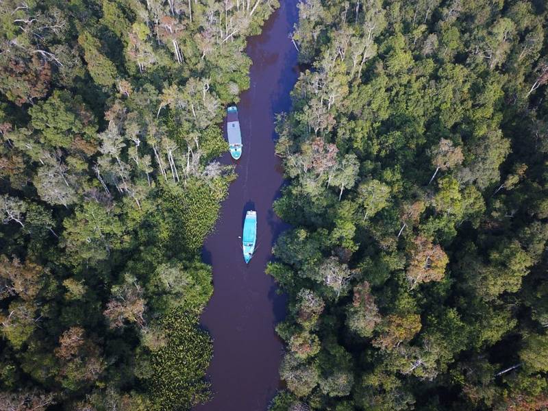 Taman Nasional Tanjung Puting - Hutan Terindah di Dunia