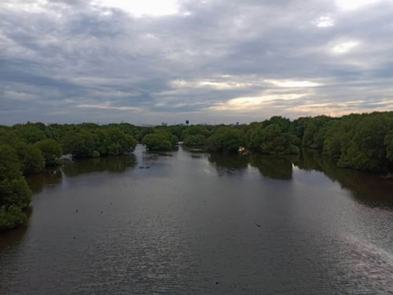 Hutan Mangrove PIK