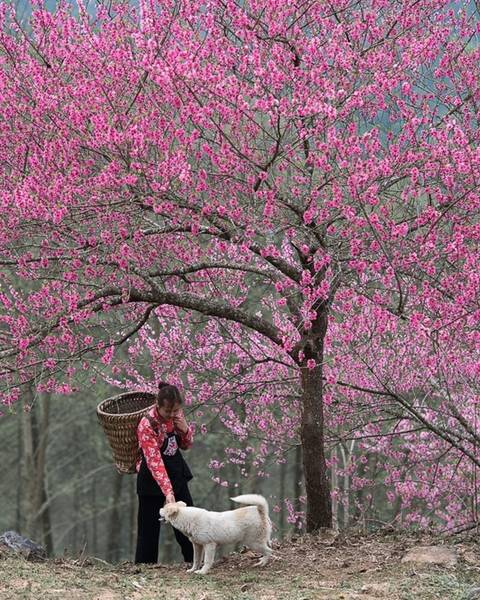  Hà Giang lộng lẫy trong tiết trời tháng 3