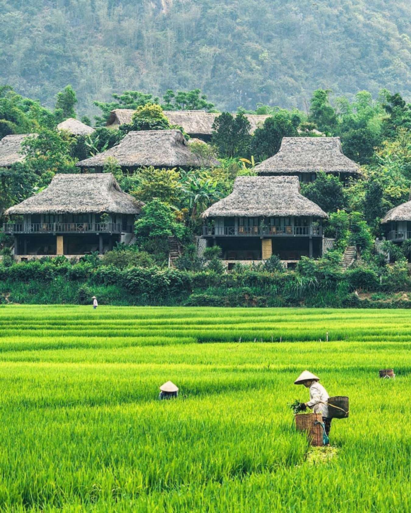  Thung lũng Mai Châu