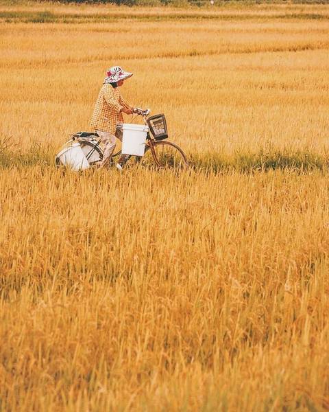 Mù Cang Chải tháng 9