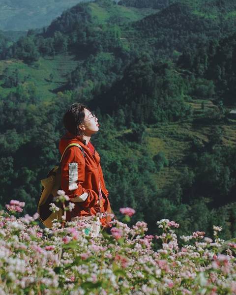 mùa hoa tam giác mạch tại Mù Cang Chải